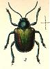 Beetle - Coleoptera