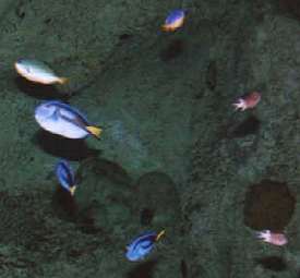 Sydney Aquarium fish